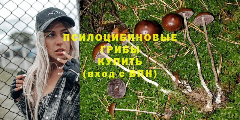 Псилоцибиновые грибы Psilocybe  Кондрово 